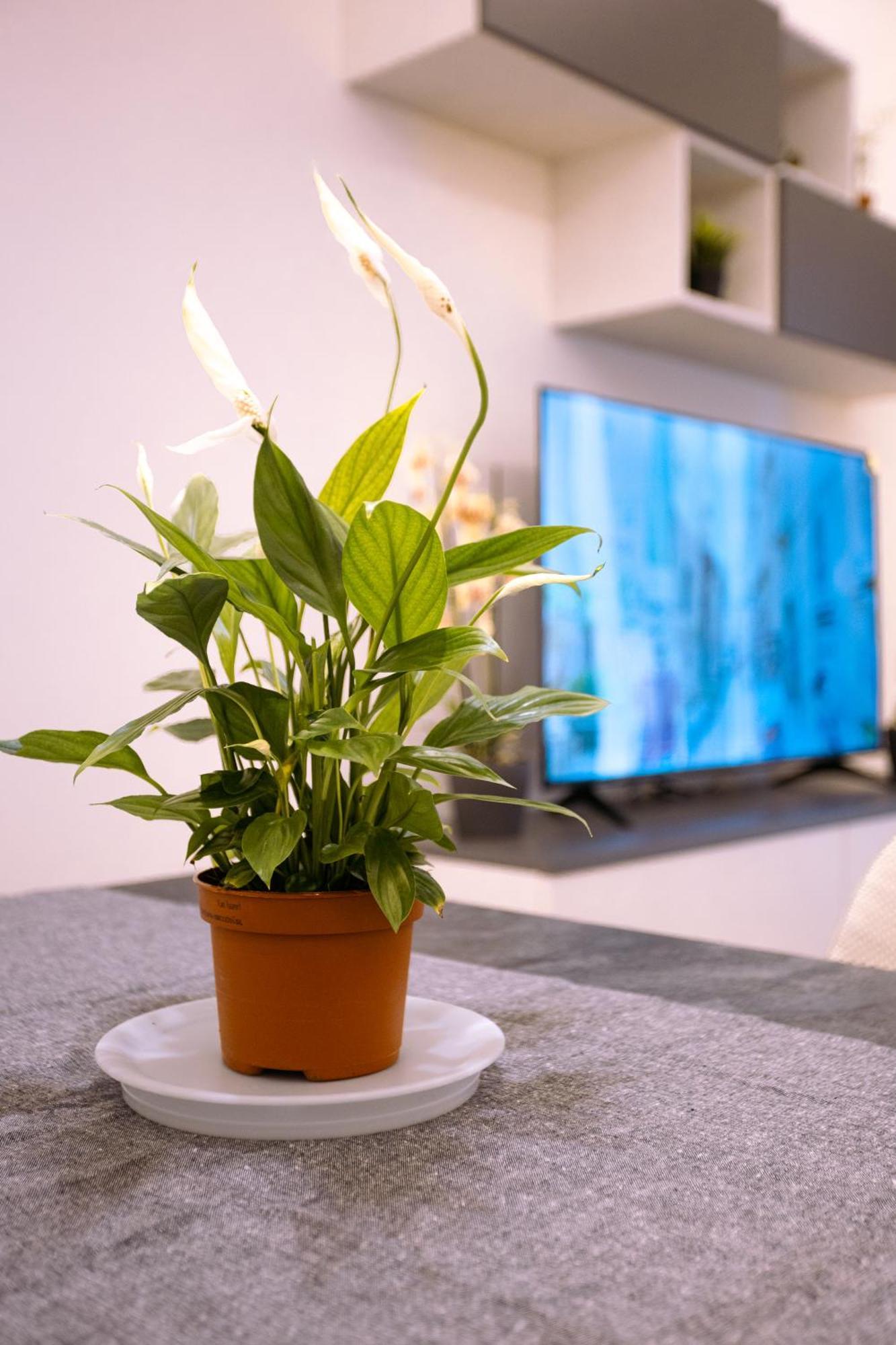 Song House Apartment Centro Storico 7 Pax Napoli Dış mekan fotoğraf